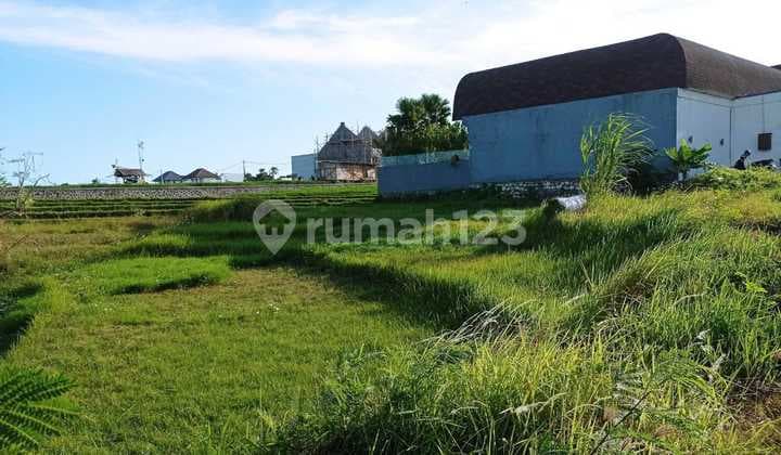 Super Premium Rice Field View Land in Berawa