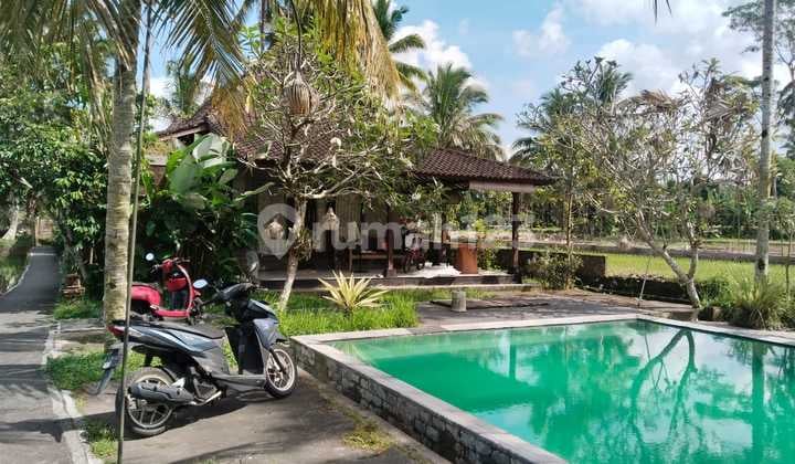 Villa Complex with Rice Field View in Tegallalang Ubud Gianyar