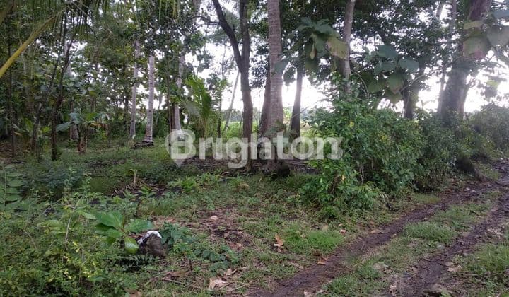 TANAH PROSPEK STRATEGIS, DIKELILINGI NEXT KAMPUS UAD, RS MUHAMMADIYAH, BALAI DESA TRIHARJO, KANTOR PAJAK, HOTEL, REDDOORS, SUPERMARKET