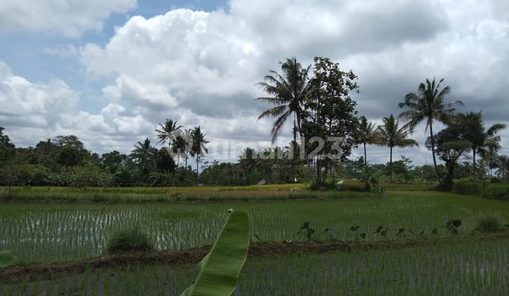 Sawah Produktif Pakem
