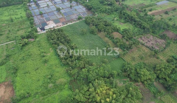 Jual Tanah Kebun Pasuruan SHM Murah Hanya 300 M Dari Jalan Raya