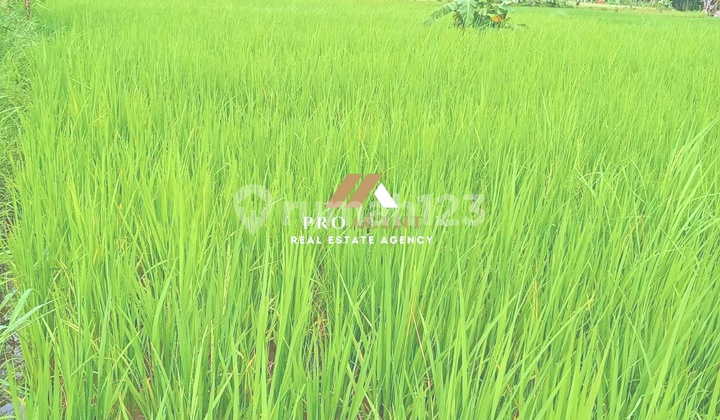 Lahan Sawah - Peluang Agrikultur, Siap Produks