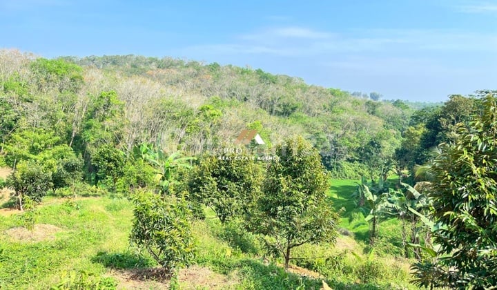 Tanah Perkebunan Siap Panen - Peluang Investasi Menarik