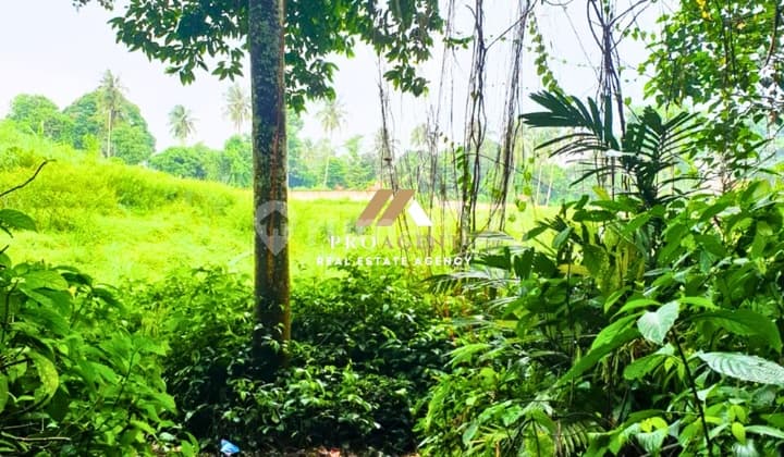 Tanah Kavling di Lingkungan yang Nyaman dan Asri