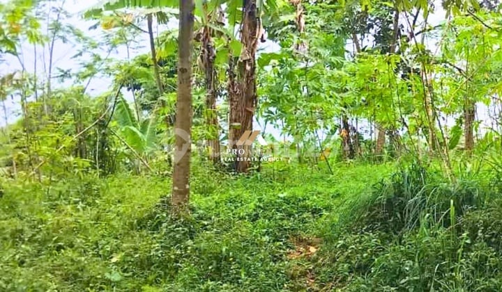 Tanah Perkebunan - Siap Investasi, Siap Bangun, Tinggal Eksekusi!