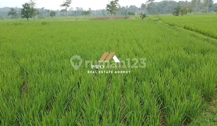 Dijual Tanah Sawah 3.780 m2 SHM di Cianjur