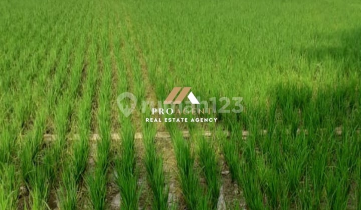 Peluang Investasi Jangka Panjang! Sawah Siap Panen