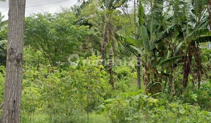 Tanah Luas View Keren di Punclut Ciumbuleuit Bandung