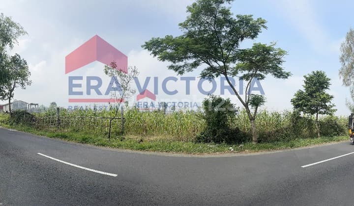 Tanah Luas Strategis Poros Bromo Cocok untuk Wisata atau Usaha Kuliner