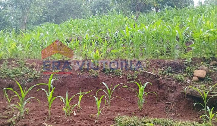 Tanah Strategis Nganjuk Jalur Ramai Cocok Investasi & Usaha