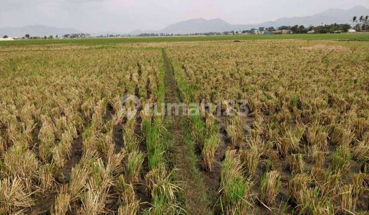 Jual Cepat Tanah Sawah, Pinggir Jalan Raya, Dekat Akses Tol