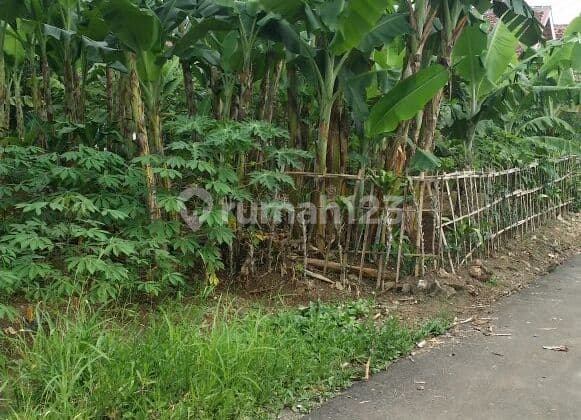 Dijual Lahan Subur Dekat Ipb Ciampea Bogor Jawa Barat