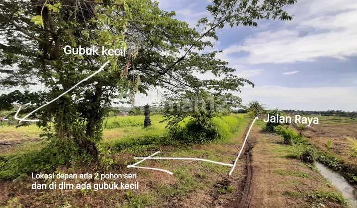 Dijual Tanah Subur Dengan View Bagus Di Tabanan Bali