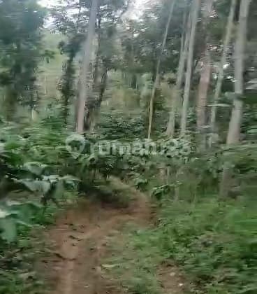 Kebun Kopi 56 Ha Siap Panen Truk di Temanggung Perbatasan Kendal