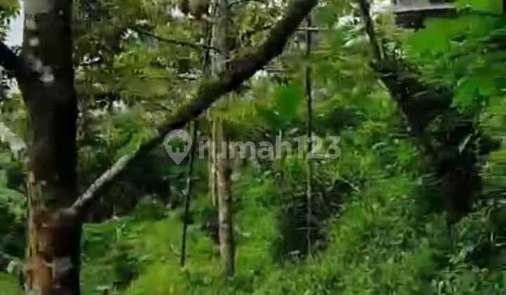 Tanah Kebun Wonosalam Murah Rik.nw308