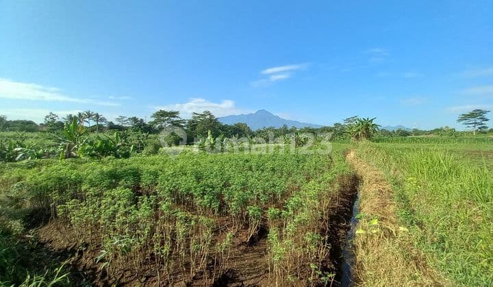 Tanah Kebun View Gunung Dijual Cepat di Bogor