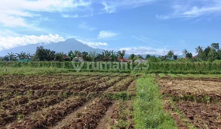 Tanah Tepi Jalan Desa Jual Cepat di Cinangneng Bogor