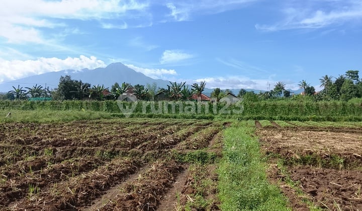 Tanah Tepi Jalan Desa Jual Cepat di Cinangneng Bogor