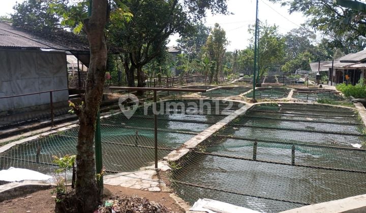 Kolam Ikan dan Kebun Dijual Cepat di Bogor