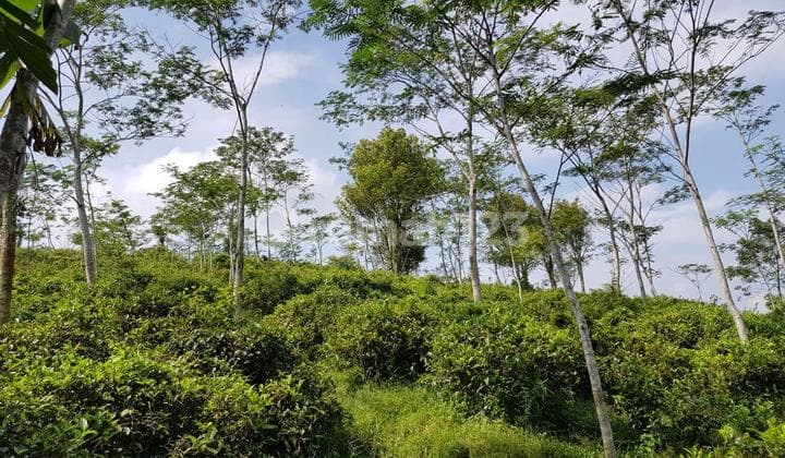 Dijual Tanah Perkebunan Pasir Arum, Kanoman, Cibeber - Cianjur, Jawa Barat Dekat Kawasan Wisata Gunung Padang