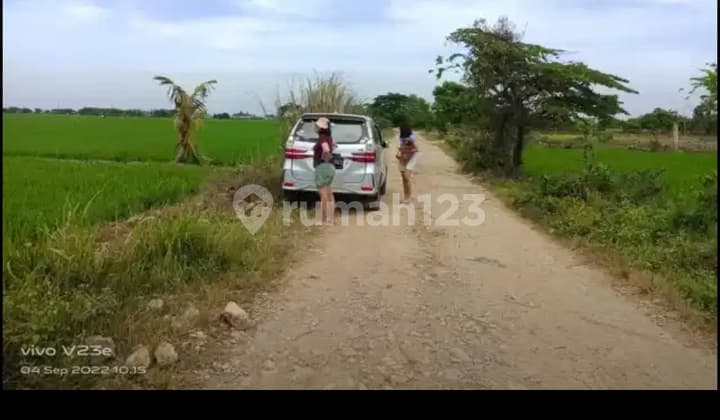 Turun Harga Dijual Cepat dan Murahtanah Sawah Dipinggir Jalan di Kerawang Barat