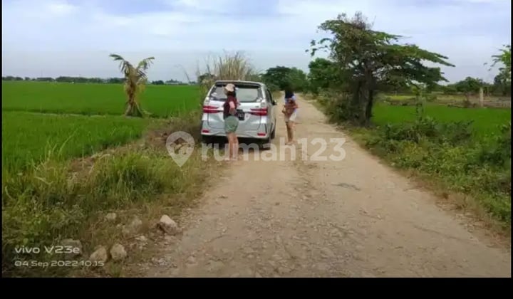 Turun Harga Dijual Cepat dan Murahtanah Sawah Dipinggir Jalan di Kerawang Barat