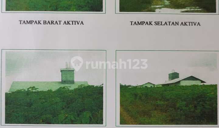 di Tanah Luas Sukadana Lampung , Lampung Timur