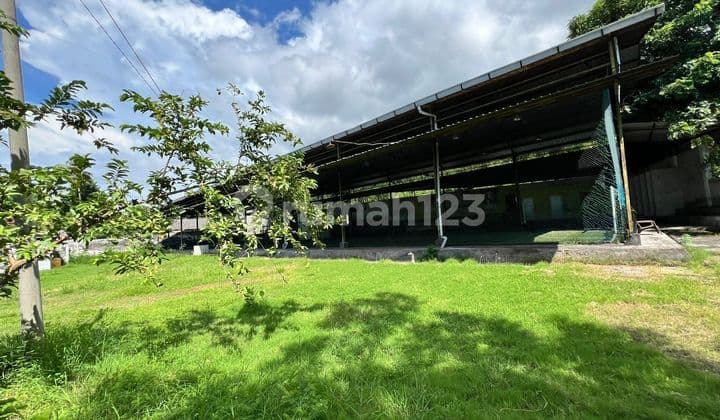 Tanah 2000 m² SHM di buleleng Bali