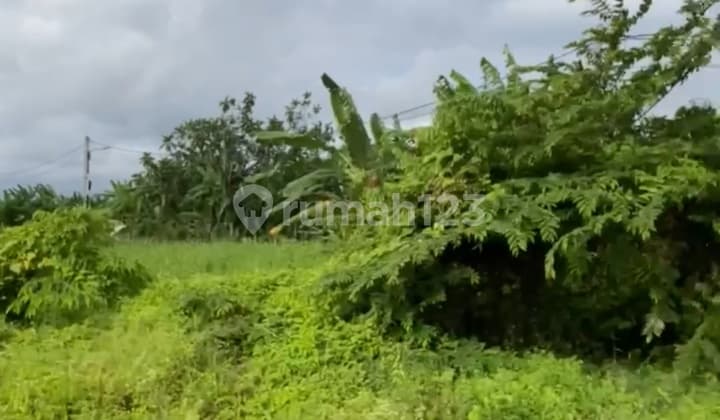 For Sale: Land in Canggu, Badung - Located in a Villa Neighborhood, Offered at a Global Price.