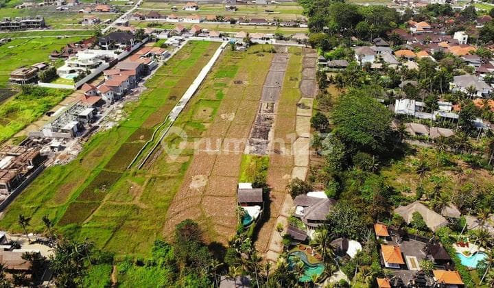 Disewakan Tanah Murah di Pantai Seseh. LT 500M2. Harga 35 Juta Per Are Per Tahun