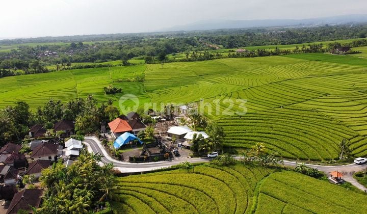 Cheap Land for Sale in Abiankapas Pasut Tabanan, Price Negotiable