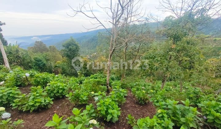 Dijual Tanah Murah Munduk Buleleng Harga Nego