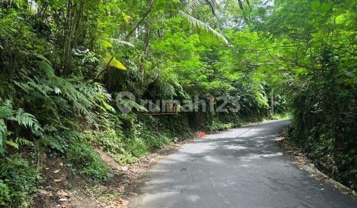 Dijual Tanah Murah Jln Utama Kelusa Tegalalang Harga Nego