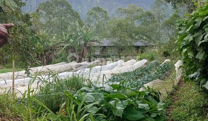 For Sale Cheap Land Bedugul Tabanan Bali Price Below Market
