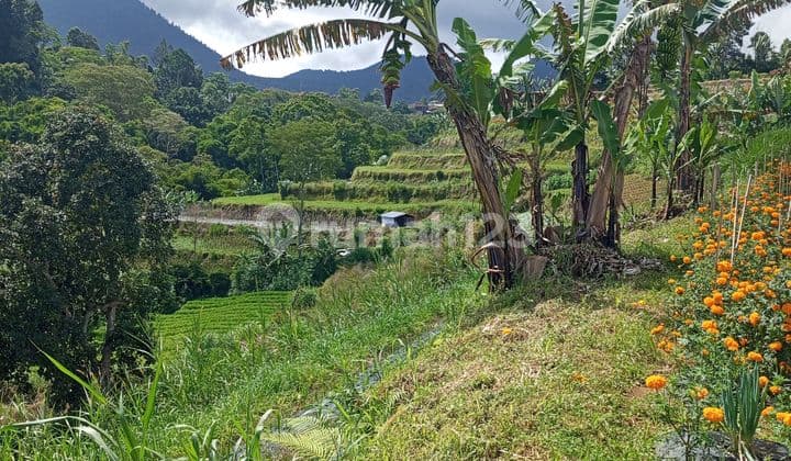 Dijual Tanah Obral Bedugul Bali View Amazing Itr Perkebunan