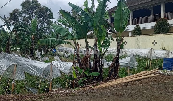 Dijual Tanah Murah Pancasari Bedugul Harga bisa Nego