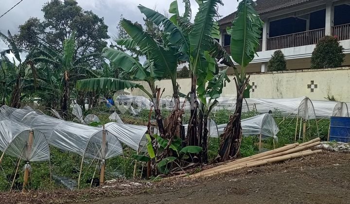 Dijual Tanah Murah Pancasari Bedugul Harga bisa Nego