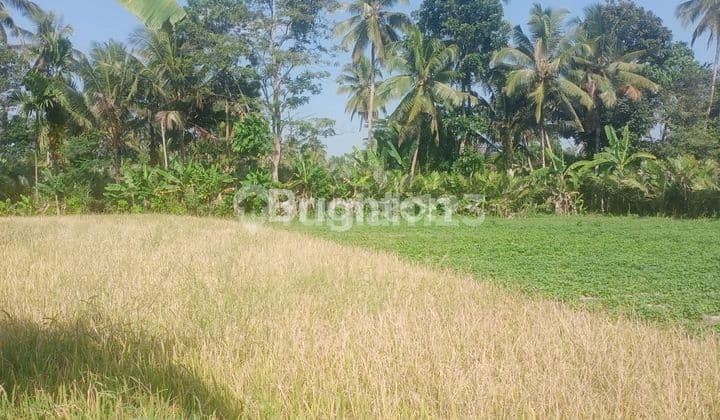 DIJUAL TANAH LUAS LOKASI MUTHILAN MAGELANG JAWA TENGAH
