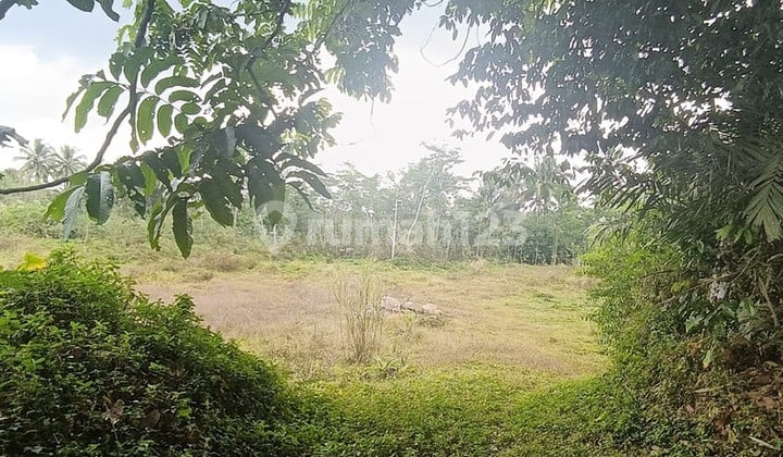 Tanah 24600 Meter Persegi Cocok Untuk Homestay/Glamping, Wonokerto, Turi