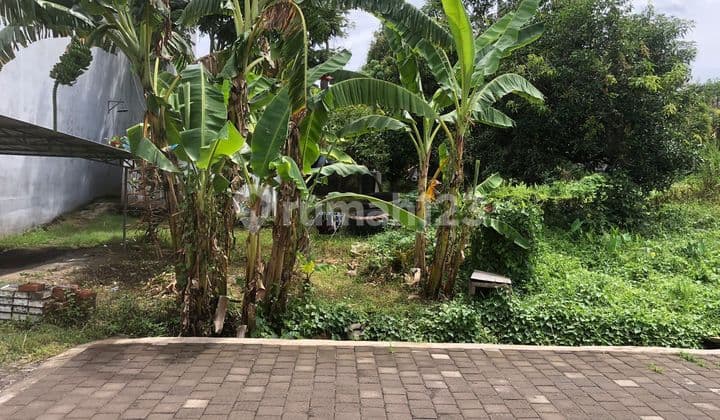 Tanah Premium 2,93 Are di Berawa Canggu - Lebar 12-13 Meter, Hadap Timur, Area Favorit Ekspatriat