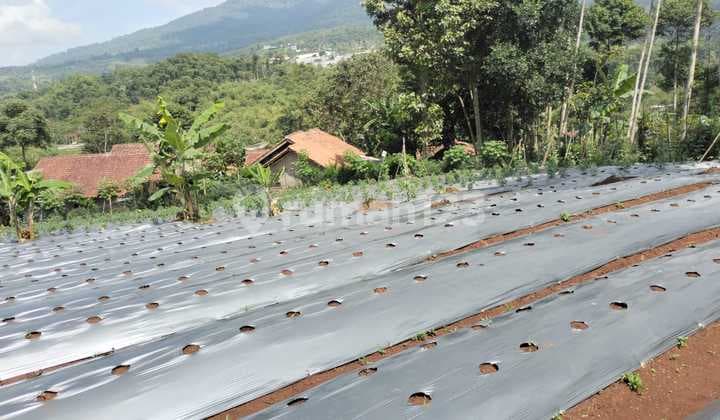 Dijual Lahan di Pamulihan Sumedang Harga Nego