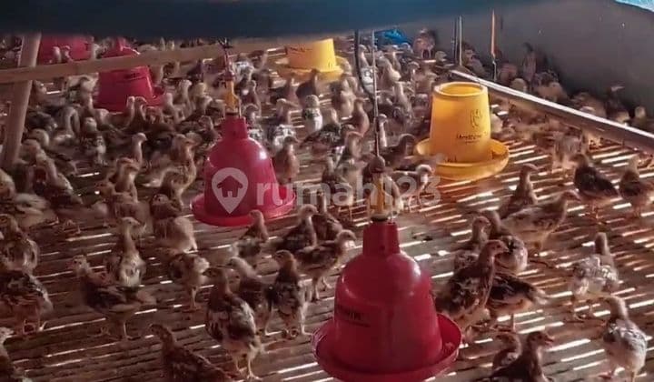 peternakan ayam telor