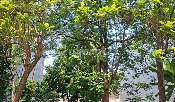 Tanah Murah 18.5X30 di Perumahan Trimaran Pantai Indah Kapuk Pik 1 Tanah Murah 18.5X30 di Perumahan Trimaran Pantai Indah Kapuk Pik 1