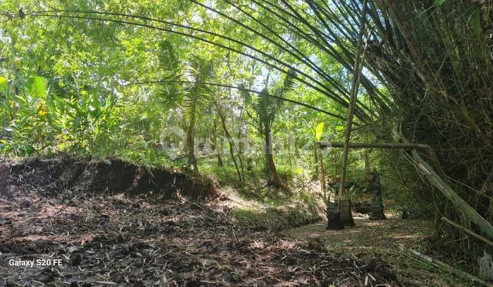 Jual Tanah Kebon Pinggir Campuhan di Desa Kukuh, Kerambitan, Tabanan , Bali