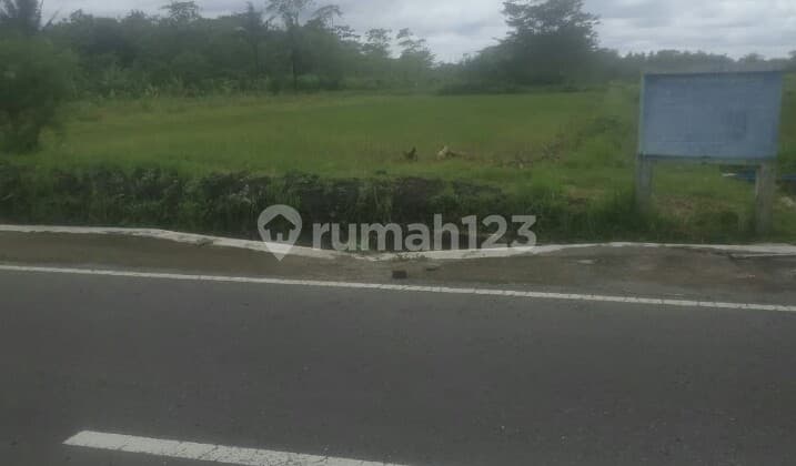 Tanah Sawah Pinggir Jalan Dekat Rencana Jalur Tol Ke Bandara Yia