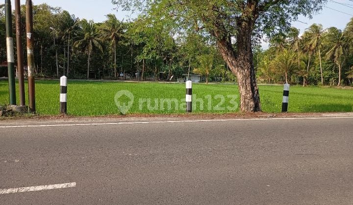 Tanah Sawah Murah Dijual Lendah Kulon Progo Pingfgir Jalan Besar Utama bisa untuk Usaha