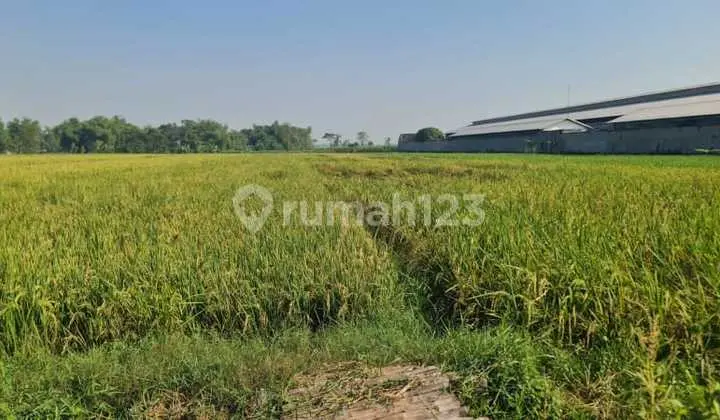 FOR SALE INDUSTRIAL LAND IN MOJOAGUNG PROVINCE JOMBANG