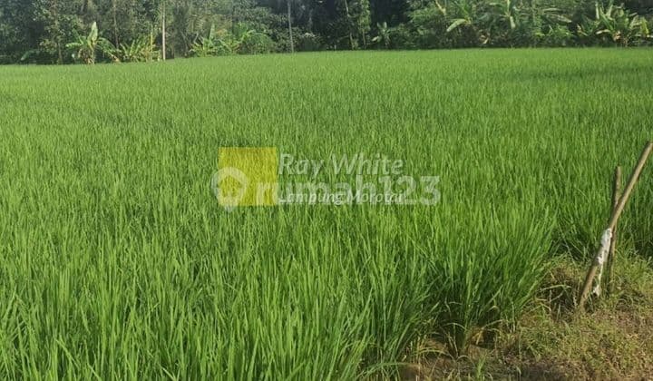 Tanah Sawah Pugung Tanggamus