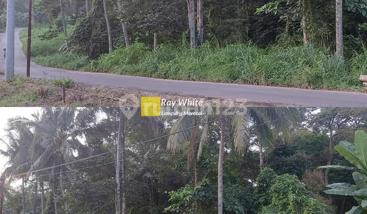 Dijua Tanah Sukadanaham Bandarlampung Dijua Tanah Sukadanaham Bandarlampung