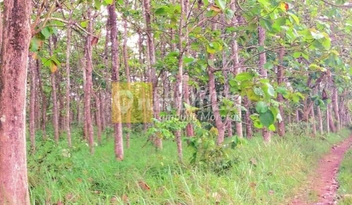 Kebun Jati Natar Lampung Selatan